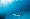 Caribbean reef shark