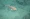 Lemon shark swims under the surface