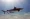Tiger shark underwater