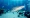 Shark dives
