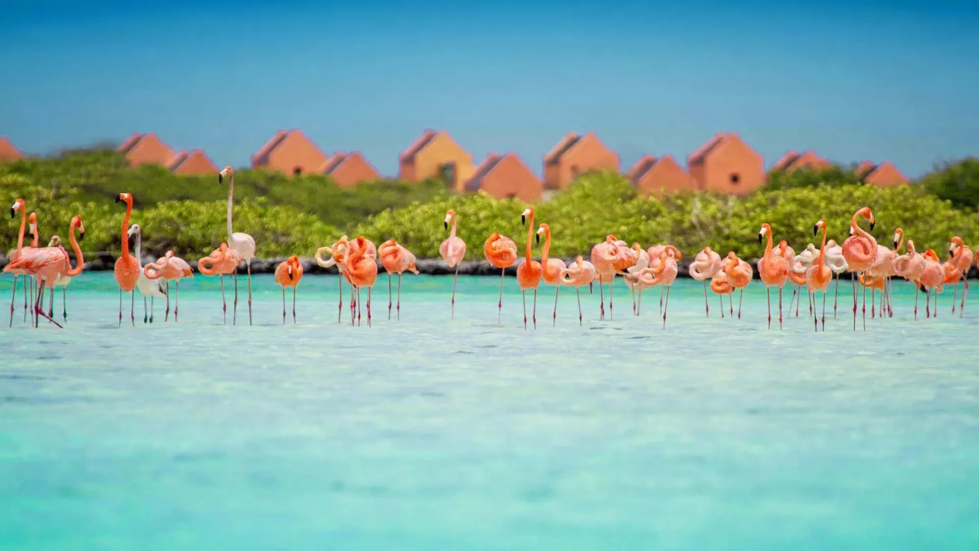 Bonaire Travel Guide 2025