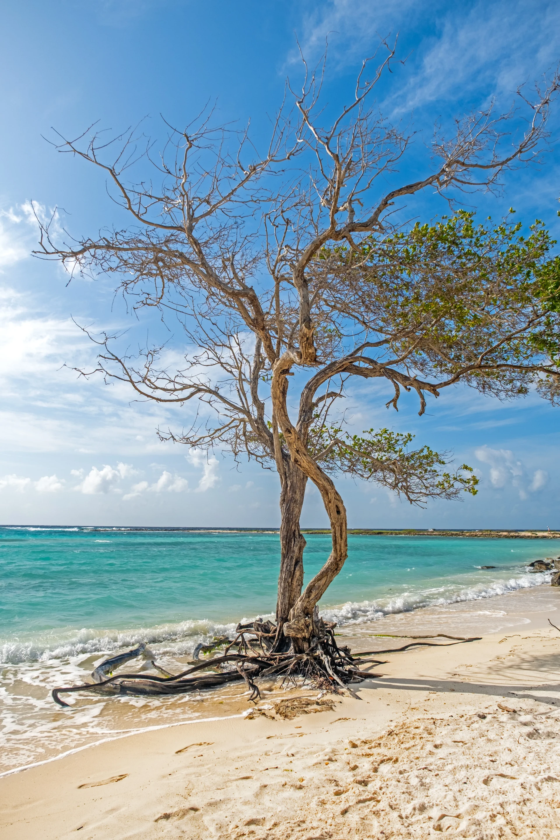 Baby Beach Aruba