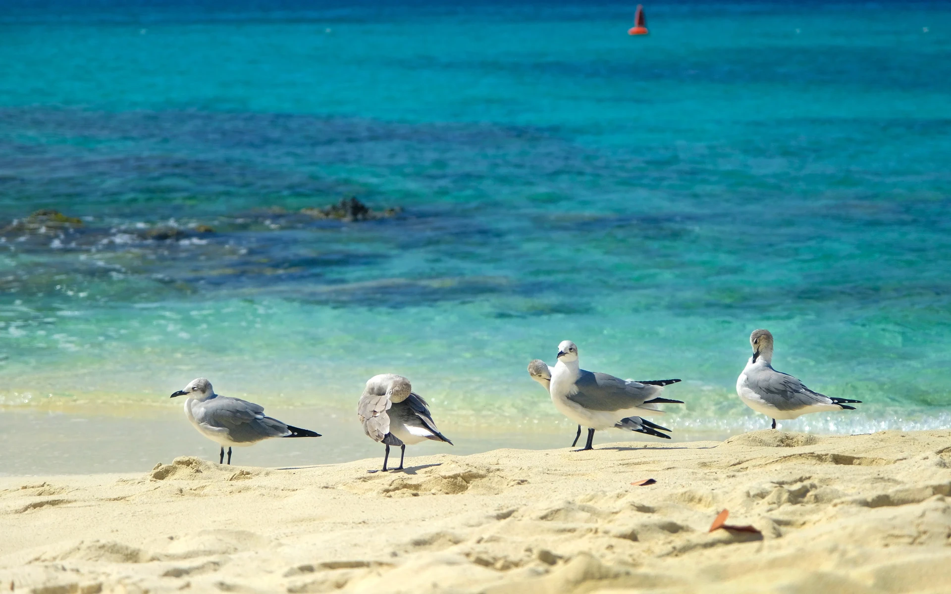 Boca Catalina Aruba