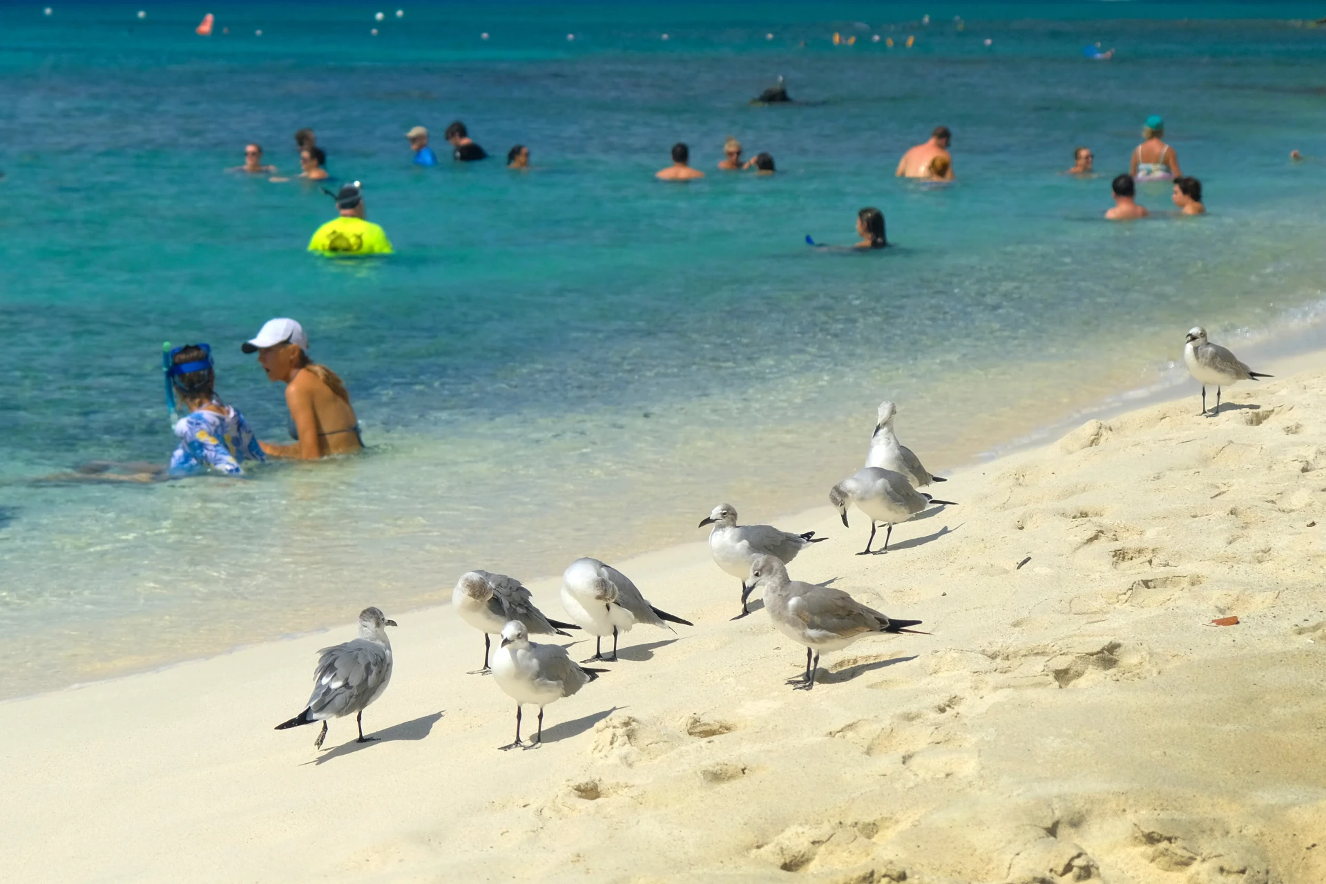 Boca Catalina Aruba seagulls