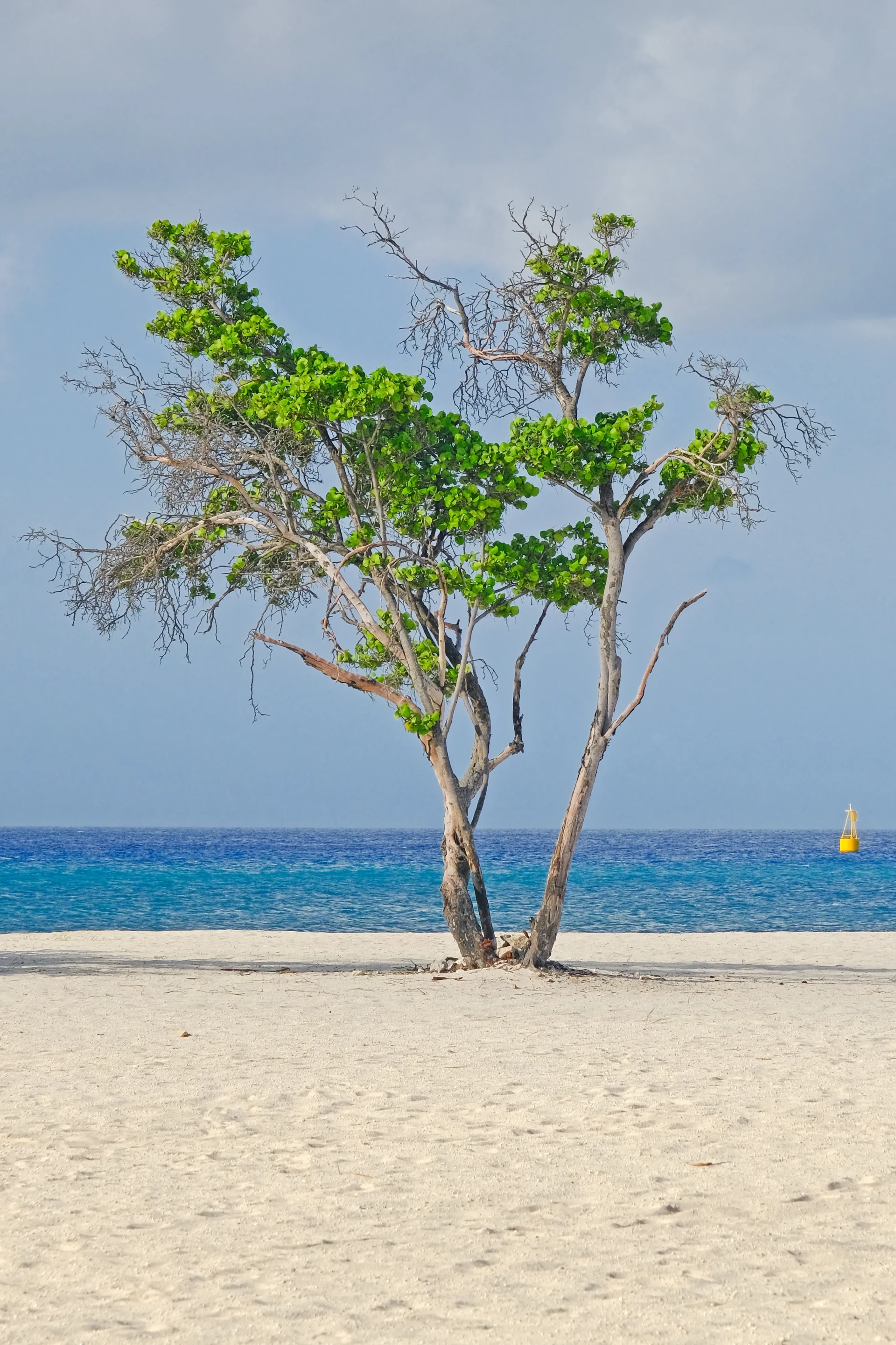 Bushiri Beach Aruba