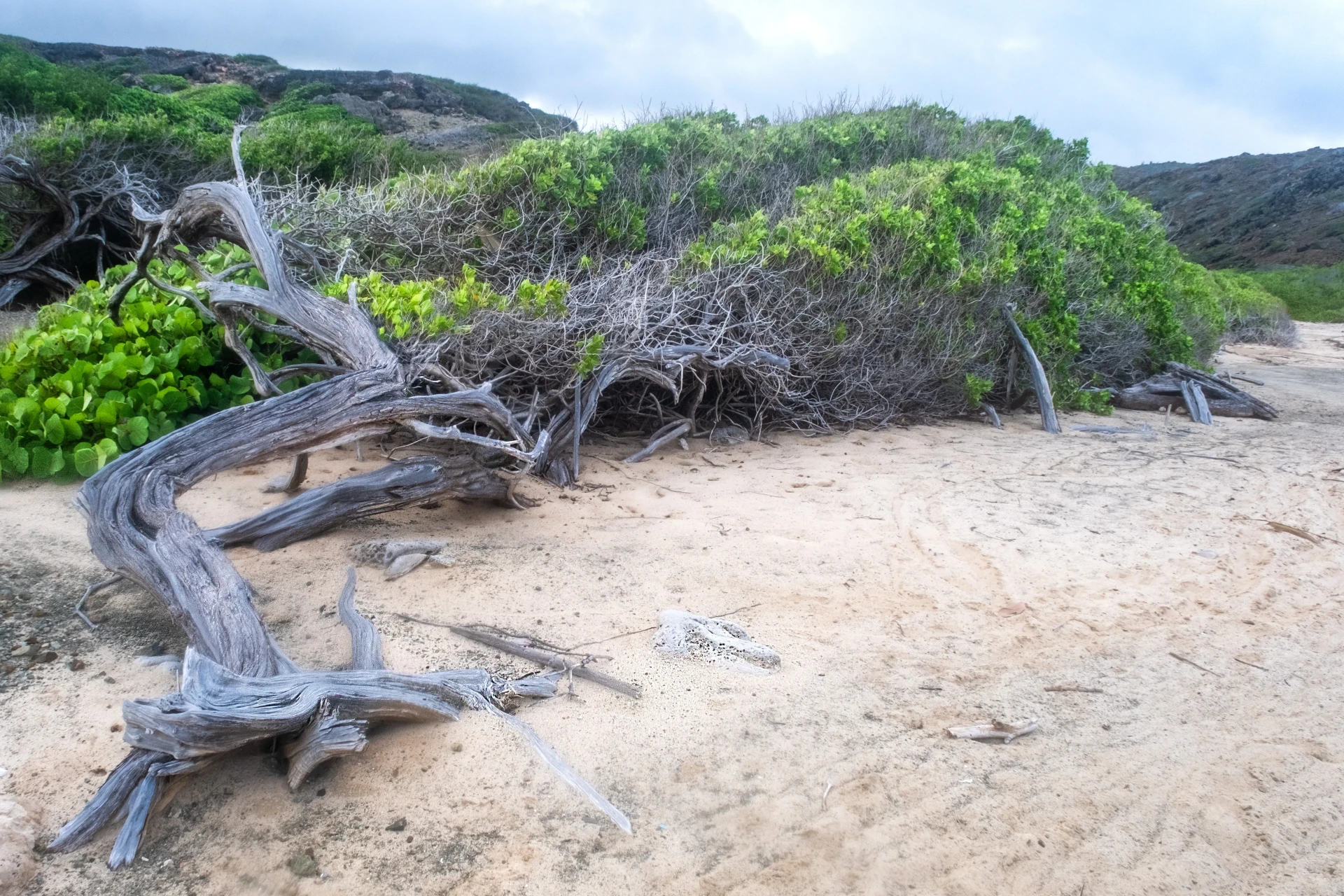 Dos Playa Beach Aruba