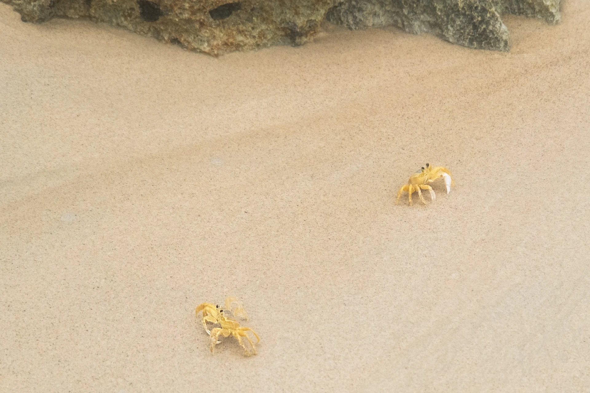 Crabs at Dos Playa Beach Aruba