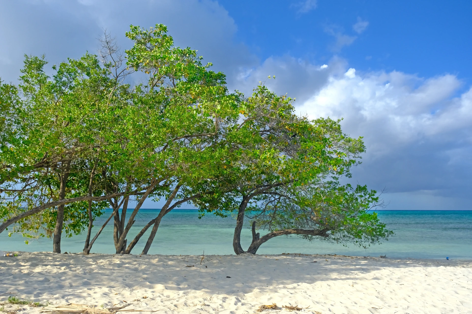 Druif Beach Aruba