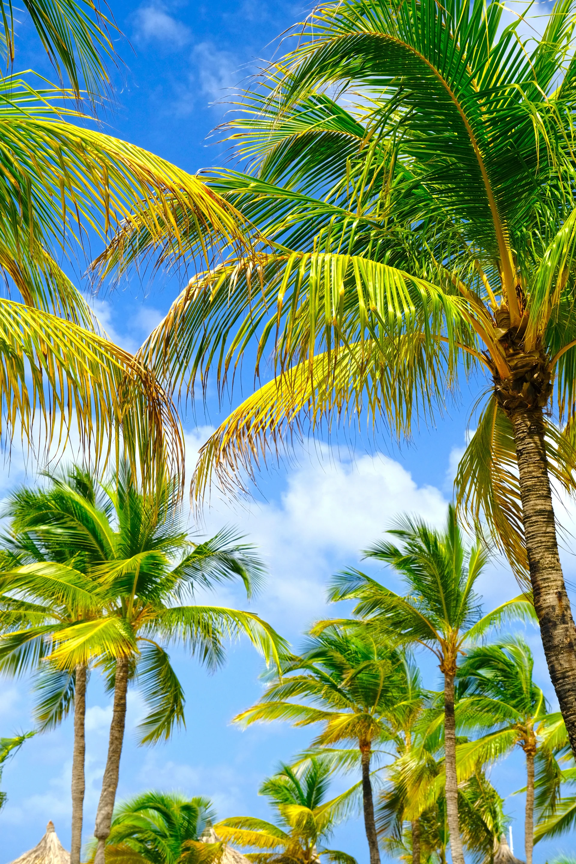 Palm Beach Aruba