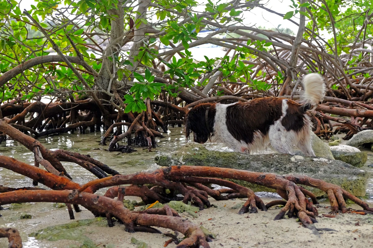 Doggy Beach - 2