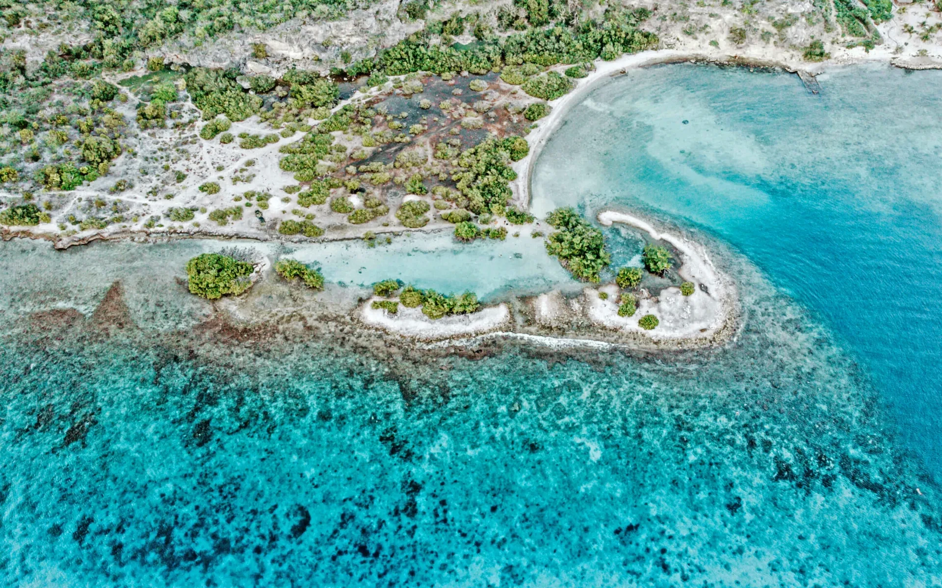 Doggy Beach Curacao 2025